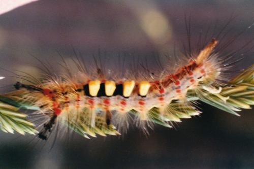Orgyia antiqua
